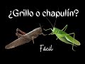 DIFERENCIAS ENTRE GRILLO Y CHAPULÍN O SALTAMONTES 🦗 Fácil y rápido 💚