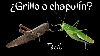 DIFERENCIAS ENTRE GRILLO Y CHAPULÍN O SALTAMONTES  Fácil y rápido