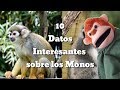 10 Datos Interesantes sobre LOS MONOS