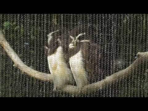 Twycross Zoo - Owls again