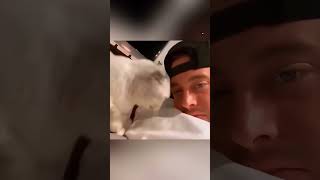 Whiskers & Wags: Hilarious Cat vs. Dog Showdown!