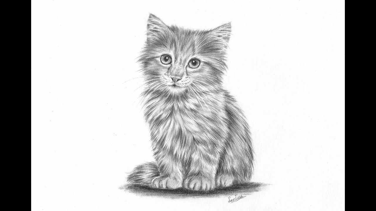 kitten drawing outline