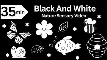 Baby Bear | Black and White Video | Visual Tracking and Calming Music