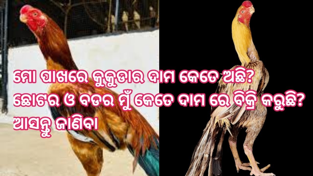 ମୁଁ କୁକୁଡା କେତେରେ ବିକ୍ରି କରେ? #PrinceAseelPoint 