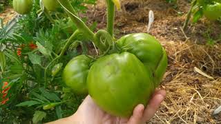 Плоды или листья на томатах, что будем выращивать?Обрезаем листья на томатах.