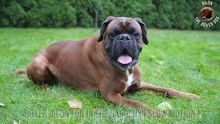 Boxer Dilon fun in the garden in slow motion by Dilon the boxer dog 2,386 views 1 year ago 3 minutes, 21 seconds