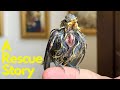 Injured Bird Rescue Story - Day 1/5