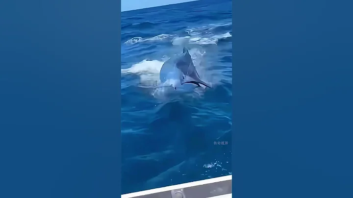 Giant 500kg Swordfish Catch #shorts  #fishing #fish