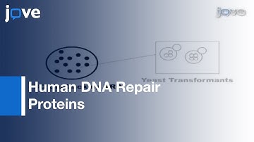 Genetic Studies-Human DNA Repair Proteins Using Yeast As Model System l Protocol Preview