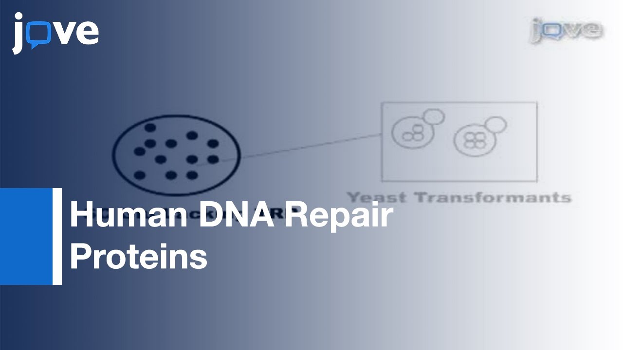 Genetic Studies-Human DNA Repair Proteins Using Yeast As Model System l Protocol Preview