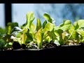 Transplanting Seedlings "Pricking Out"