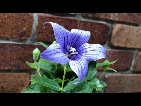 花 キキョウの育て方 植え付け Youtube