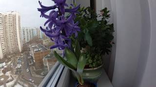 Фиолетовый гиацинт распускается, таймлапс. Hyacinth dissolves timelapse.