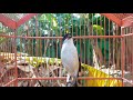 Wooow Banget Cendet Gacor Panjang Ini Bakal Bikin Cendet Paud Anda Gacor Emosi Seketika Mp3 - Mp4 Download