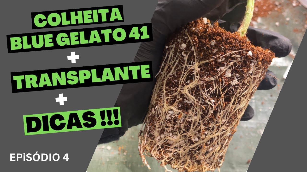 Plantando Maconha - Transplante e Colheita Blue Gelato 41 (Barneys Farm)