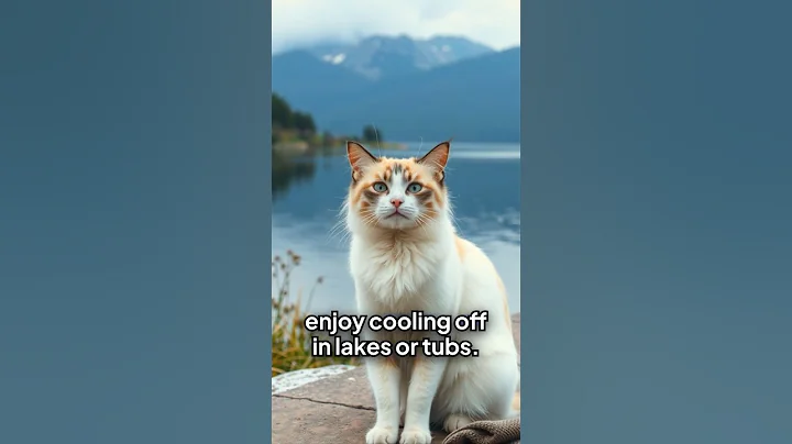 Video 9762961: cat turkish, lovely turkish