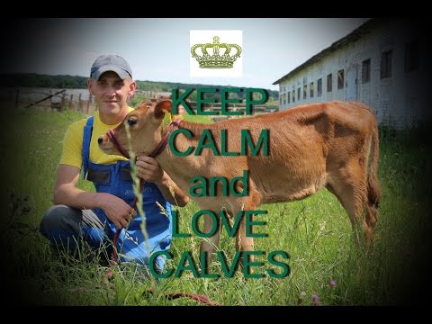 Профилактика воспаления пупка. KEEP CALM AND LOVE CALVES.