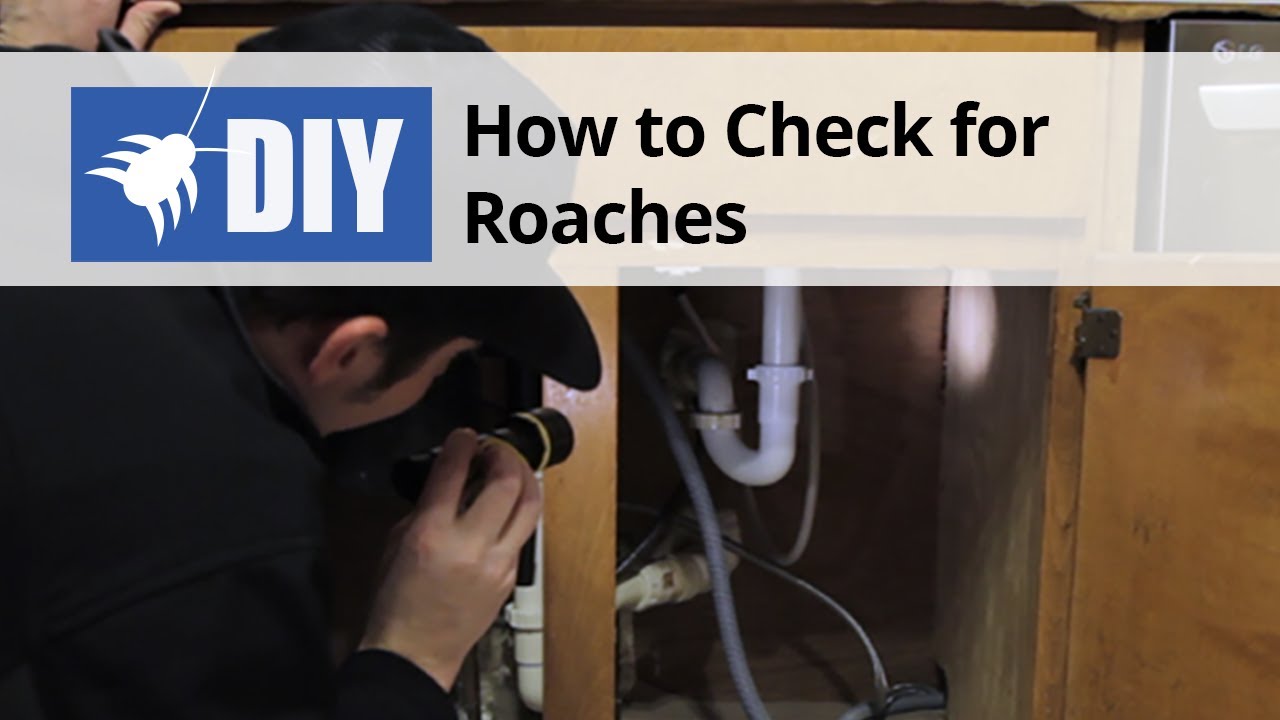 How Do You Get Roaches Out Of Hiding?