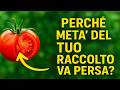 Il grande mistero del giardiniere: Perché metà del tuo raccolto va persa già *dopo* la raccolta, e