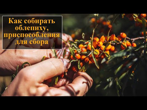 Когда и как собирать облепиху