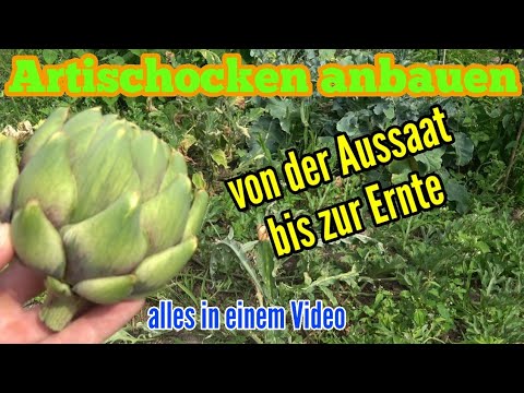 Video: Sollte ich Artischockensamen vor dem Pflanzen einweichen?