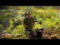 Growing Potatoes in a Wilderness Peat Bog in Canada, September Harvest