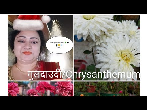 Video: Isang Palumpon Ng Chrysanthemums: Kanino Kaugalian Na Magbigay