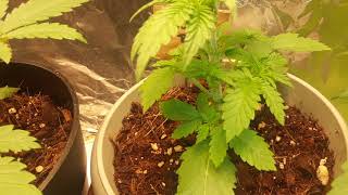 Chapter 6 side by side grow using Da camo grower secret soil 🚜🌱🌱
