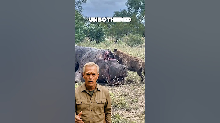 Hyena Eating Dead Hippo 🦛 | Wild Animal Scavenger Caught on Camera