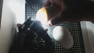 27-й день инкубации гусиных яиц. Овоскопирование.