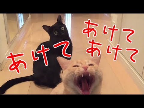 「あけてあけてあけて！！」必死にドアを開けようとする猫