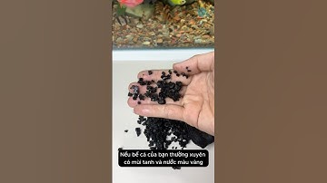 Túi Than Hoạt Tính Giúp Loại Bỏ Mùi Tanh Và Màu Nước Vàng Của Bể Cá Hỗ Trợ Bộ Lọc #aquarium