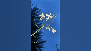 Thumbnail of FLORES MAS BONITAS DEL HUERTO @Beautifulflowers1533  #nature #flowers #love #song #plants #flores