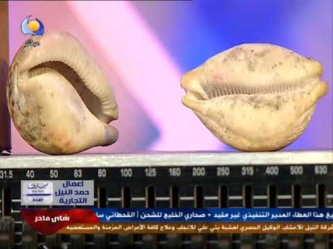 ختام صباح الحب الغناء للست ست اللهيج السكري وست الودع 10 07 2020
