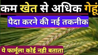 गेहूं की खेती कैसे करें । कम खेत से अधिक गेहूं कैसे पैदा /how to increase wheat yield