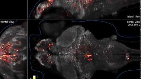 Whole brain GCaMP5G Recording