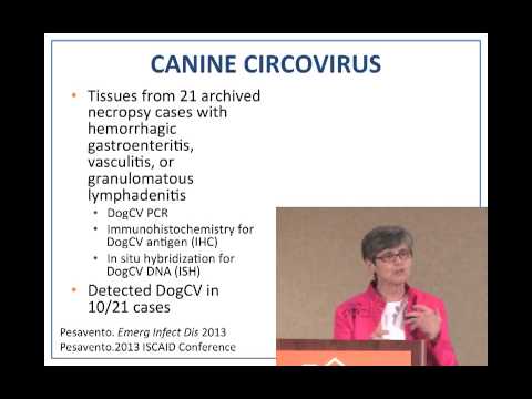 Videó: Mi a Circovirus kutyákban?