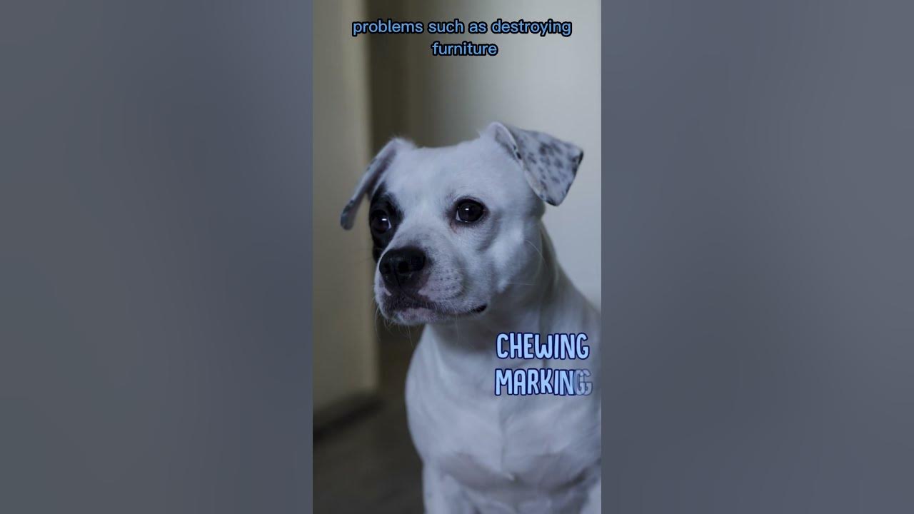 why-does-my-dog-bark-when-i-m-out-shorts-relaxmydog-youtube