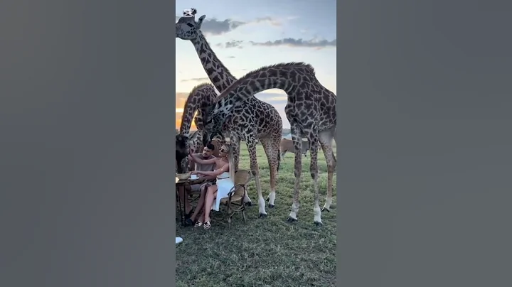 "If you enjoyed this video, please give us a like, follow the page and   know what you  comments!"