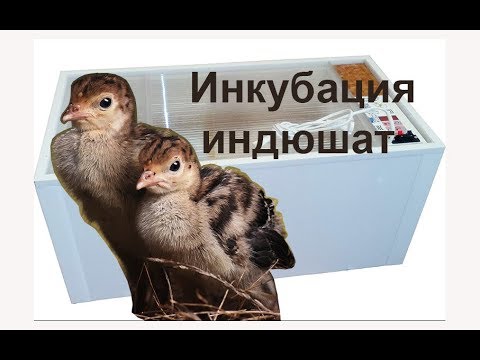Лучший режим инкубации индюшиных яиц (таблица) в БЫТОВОМ инкубаторе. Как инкубировать, температура
