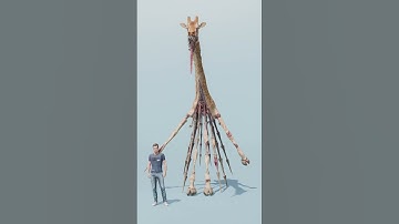 Zoochosis Vs Zoonomaly Monster | Comparison