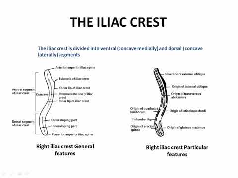 13 particular features of iliac crest 