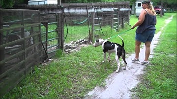 Pit Bull Leash Reactivity Resolved- Take the Lead K9 Training