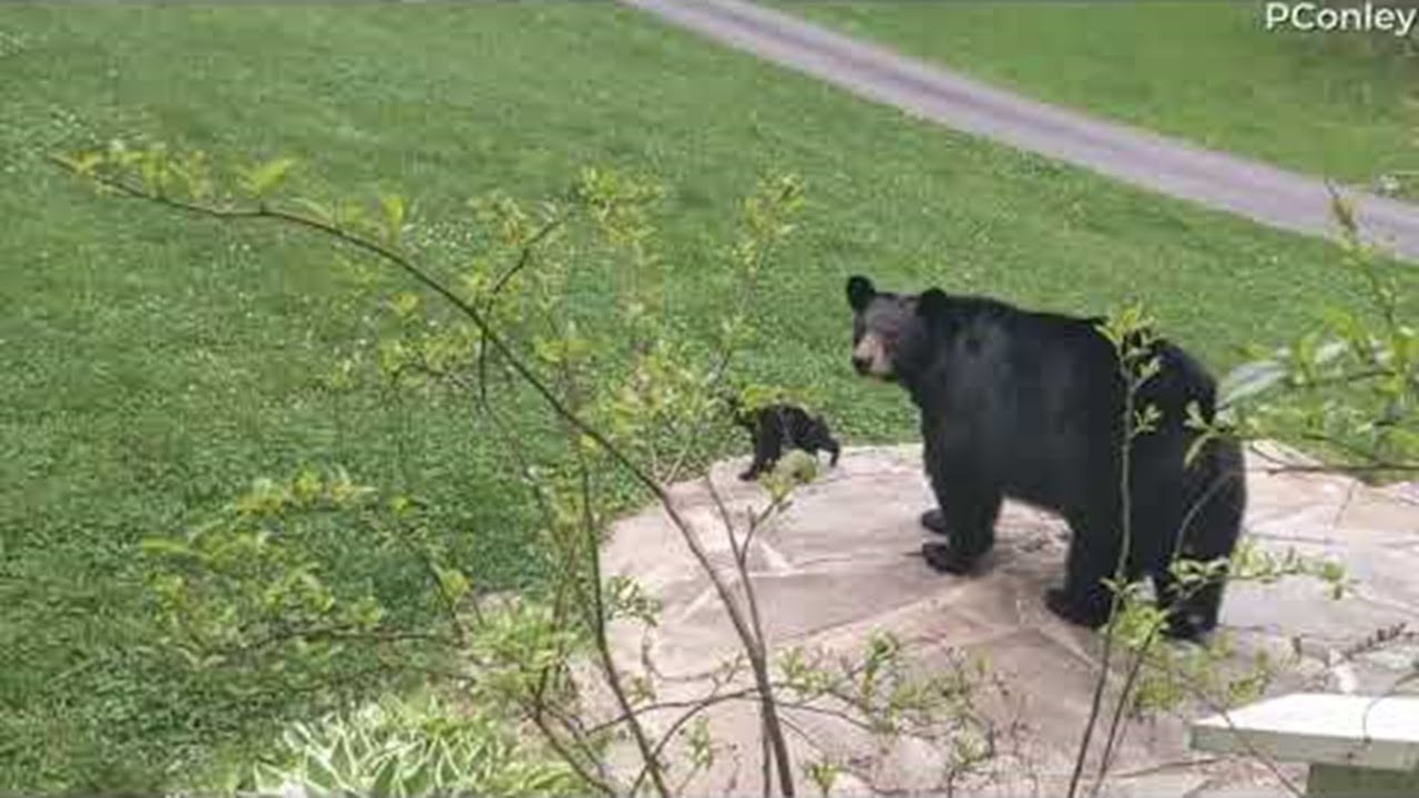 Bear Showing off Her Cubs || ViralHog - YouTube