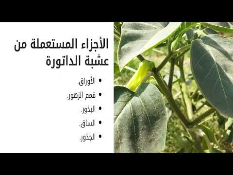 فيديو: هل أشجار التبغ سامة للكلاب؟