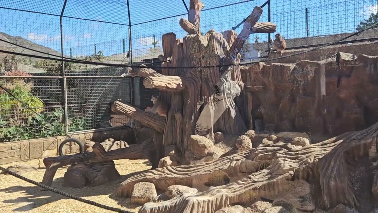 Monkey Walk to Monkey Park 1.2.2026 Los Cristianos Tenerife