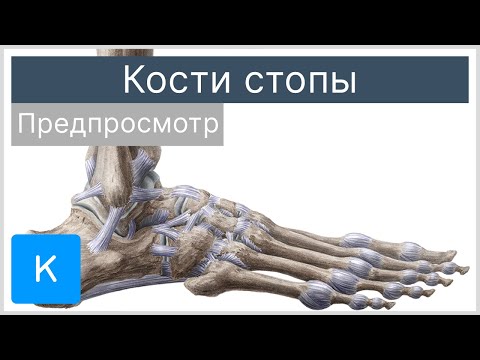 Кости стопы (предпросмотр) - Анатомия человека | Kenhub