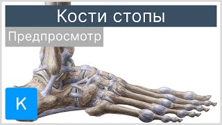 Кости стопы (предпросмотр) - Анатомия человека | Kenhub