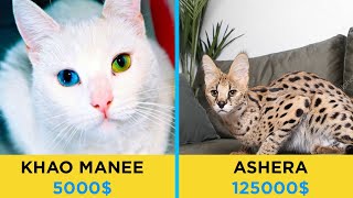 10 Most Expensive Cat Breeds Only For Rich