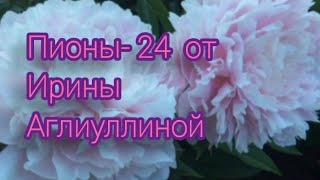 видео: Пионы от Ирины Аглиуллиной. Распаковка 31 октября 2024 г. картинка: Пионы от Ирины Аглиуллиной. Распаковка 31 октября 2024 г.